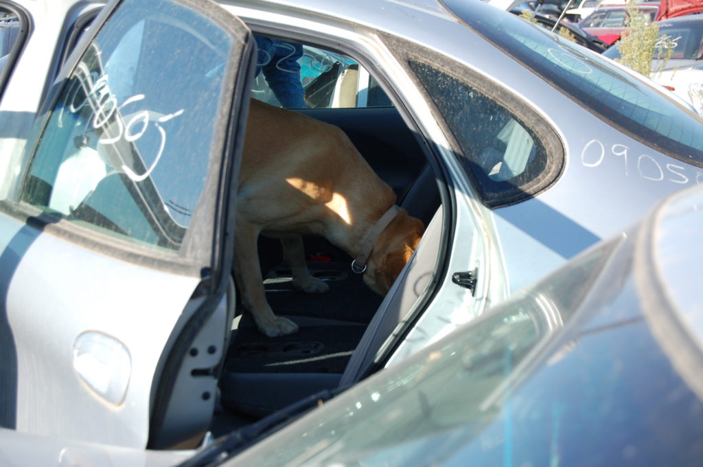Michael Powell car Ford Taurus cadaver dog Pendleton Susan Powell evidence